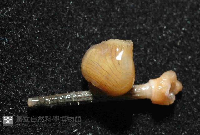 小擬茗荷藏品圖，第2張