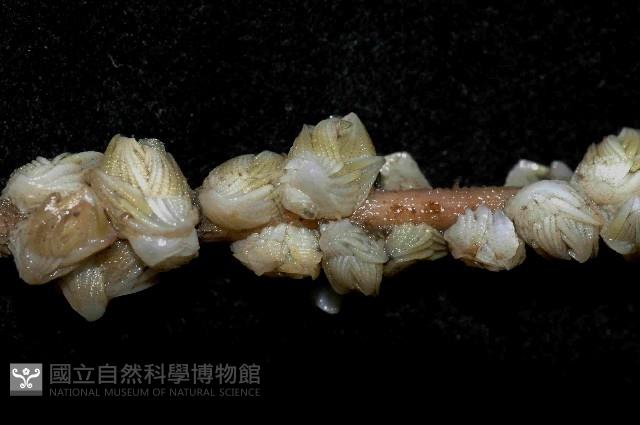 貝雕吻花籠藏品圖，第2張