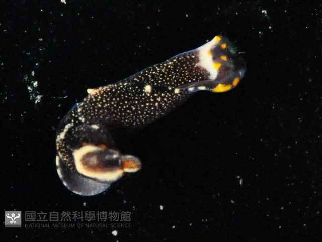 褐斑燕尾海蛞蝓藏品圖，第2張