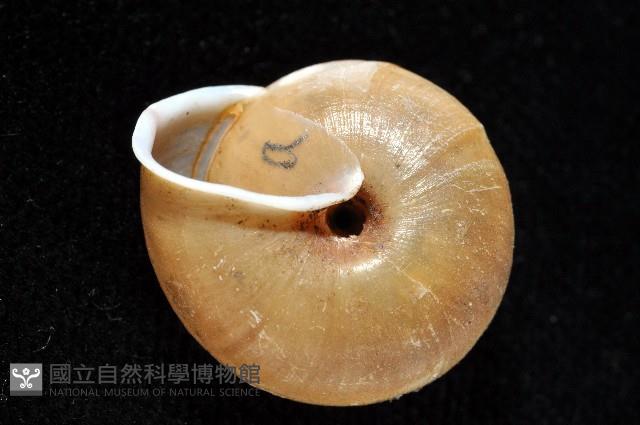 鱗高腰蝸牛(鱗菱蝸牛)藏品圖，第2張