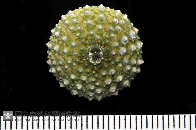 紫海膽藏品圖，第2張