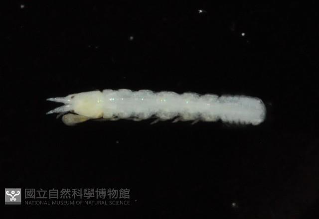 光齒非擬原足蟲藏品圖，第2張