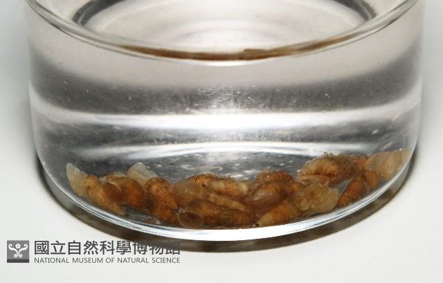閃紋糟糠螺藏品圖，第2張