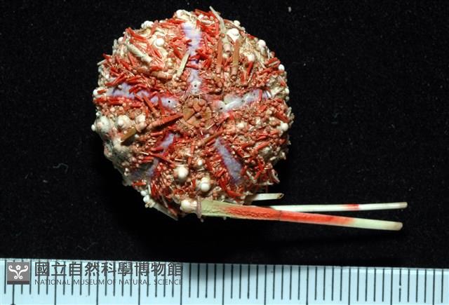 浪腔海膽(波紋腔海膽)藏品圖，第2張