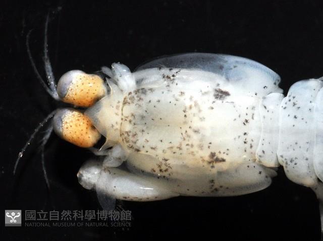 濱海幼嫩蝦蛄藏品圖，第2張