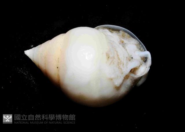 水滴寄居螺藏品圖，第2張