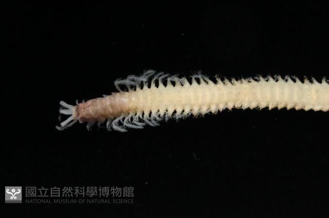 未知種歐努菲蟲藏品圖，第2張