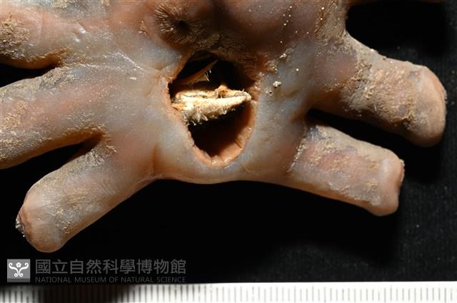 寄居蟹鞘群海葵藏品圖，第2張