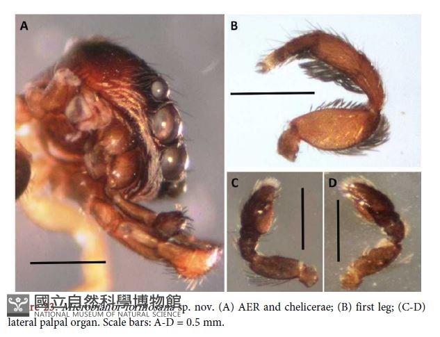 臺灣小菱頭蛛藏品圖，第2張
