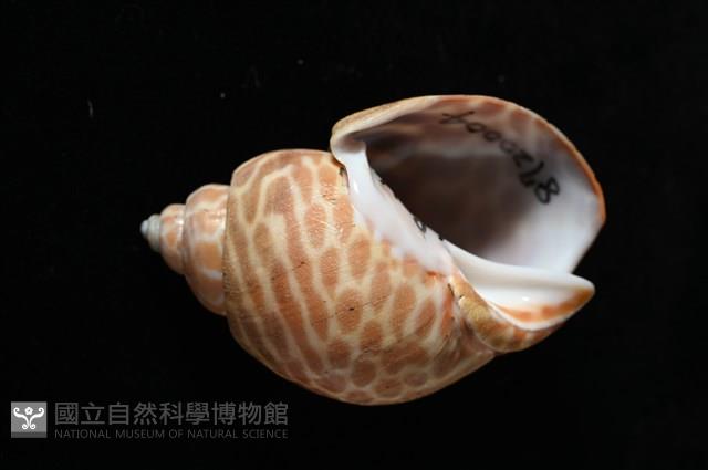 窄縫鳳螺藏品圖，第2張