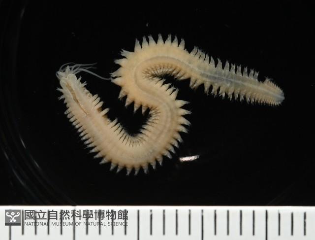 石門闊沙蠶藏品圖，第2張