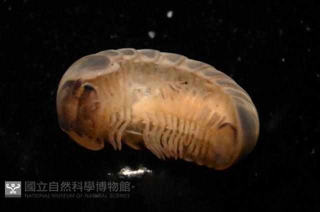 條紋木球馬陸藏品圖，第2張