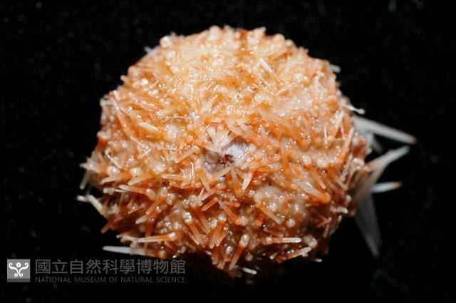 福氏鋸海膽藏品圖，第2張