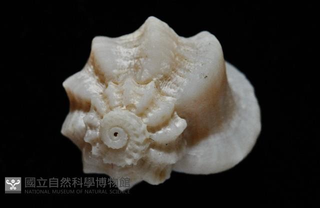 盔甲花冠螺藏品圖，第2張