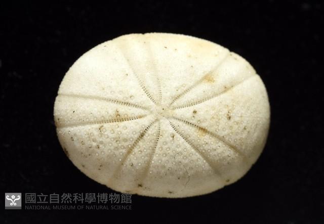 卵圓斜海膽藏品圖，第2張