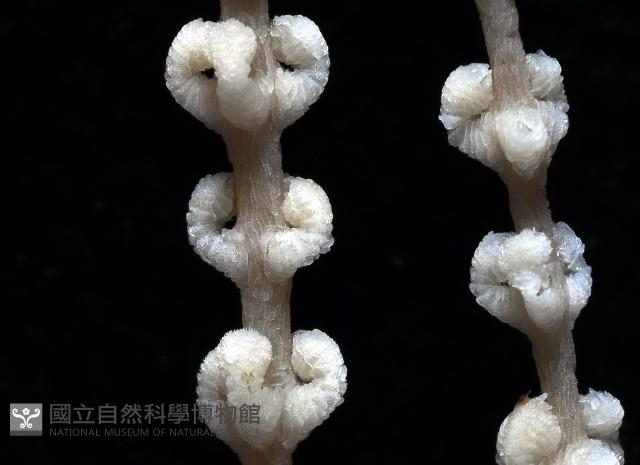 未知種深海原軟珊瑚藏品圖，第2張