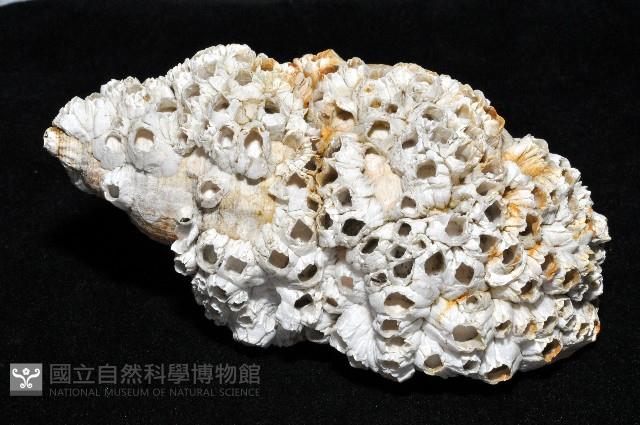 歐洲峨螺藏品圖，第2張