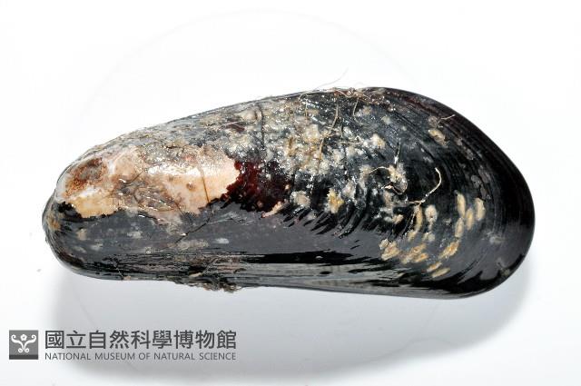 臺灣深海殼菜蛤藏品圖，第2張