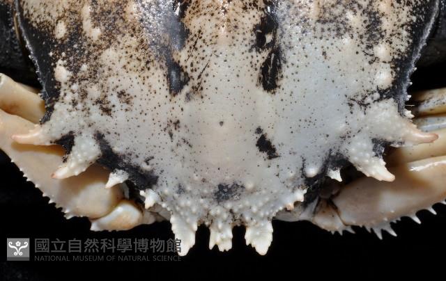 米氏擬圓殼蟹藏品圖，第2張