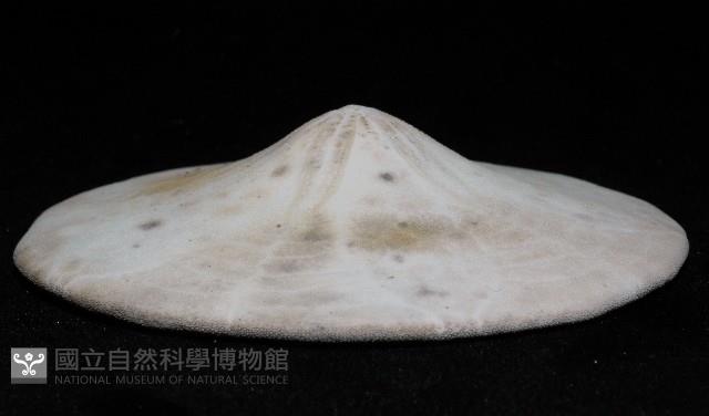 富士餅乾海膽藏品圖，第2張