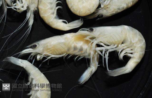 凱達格蘭新米蝦藏品圖，第2張