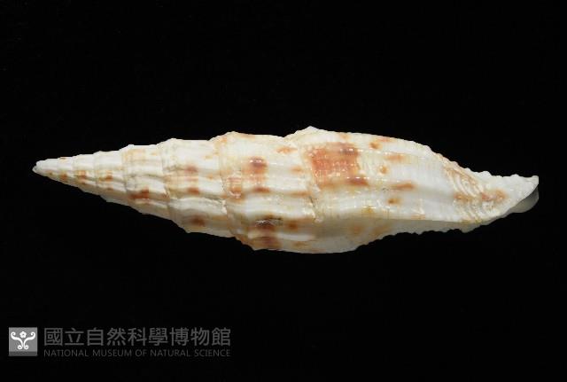 奇蹟蛹筆螺藏品圖，第2張