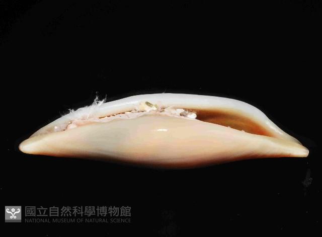 騙梭螺之一種藏品圖，第2張
