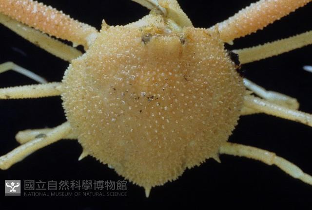 十一刺栗殼蟹藏品圖，第2張