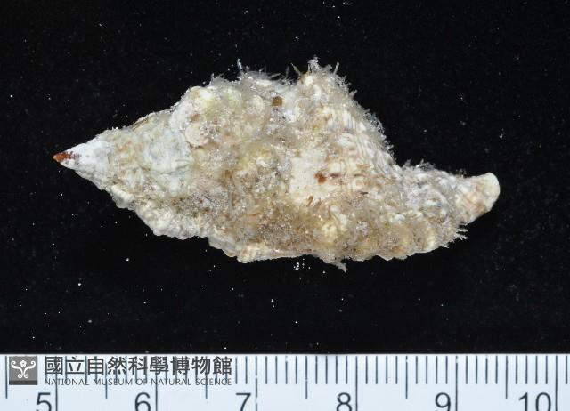 金口法螺藏品圖，第2張