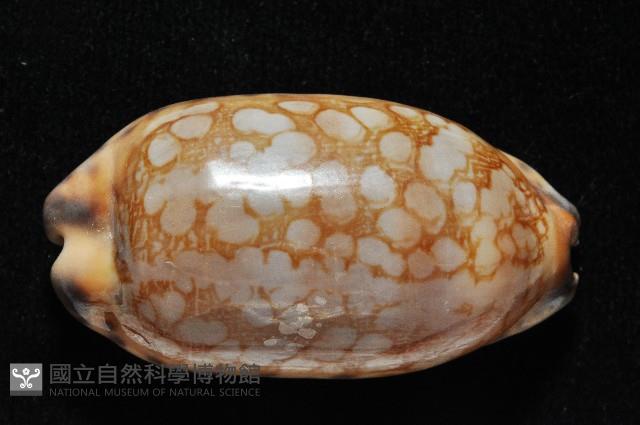 黑網目寶螺藏品圖，第2張