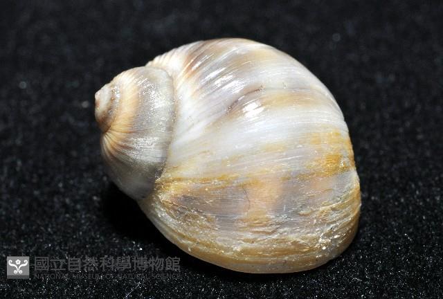 小灰玉螺藏品圖，第2張