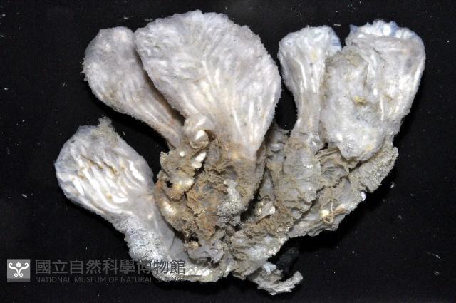 未知種海鞘藏品圖，第2張