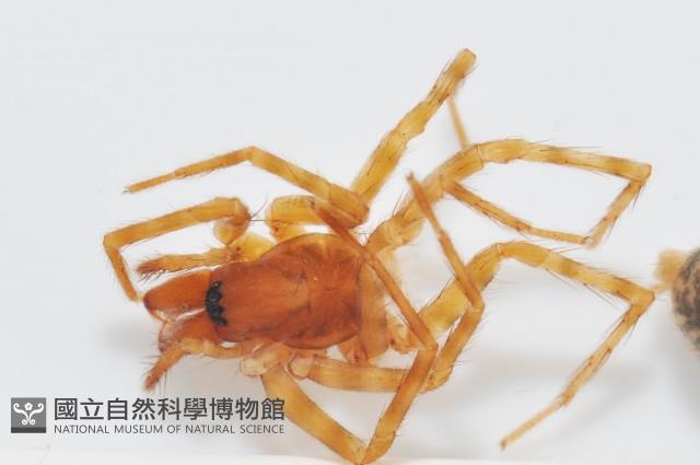 雙叉隙蛛藏品圖，第2張