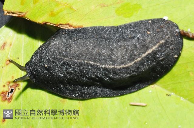 皺足蛞蝓藏品圖，第2張