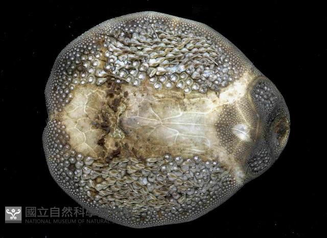 短拉文海膽(暫譯)藏品圖，第2張
