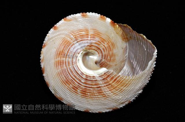 台灣鐘螺藏品圖，第2張