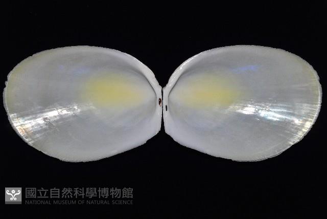 大黃狐蛤藏品圖，第2張