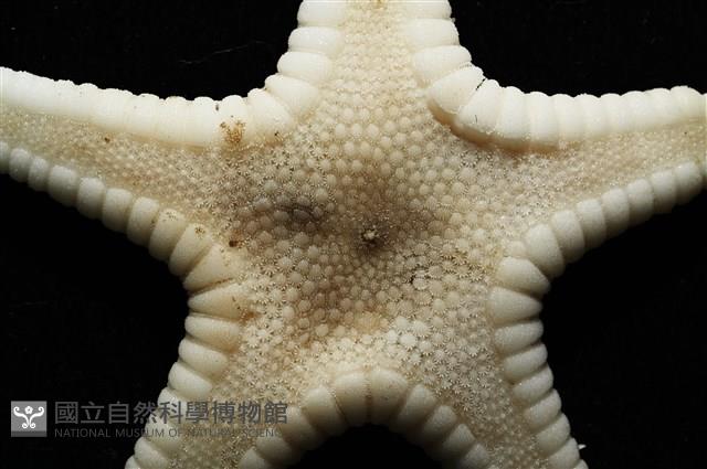 鑲邊海星藏品圖，第2張
