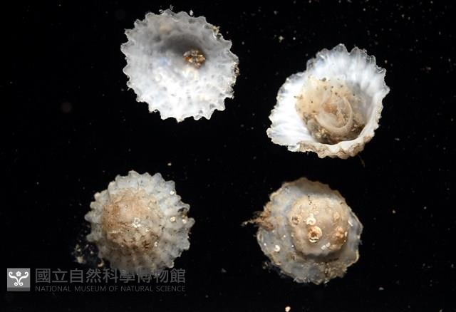 未知種晃蓋螺藏品圖，第2張