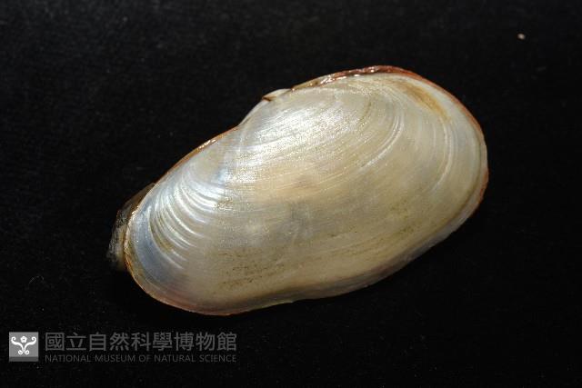 船形(公代)薄殼蛤藏品圖，第2張