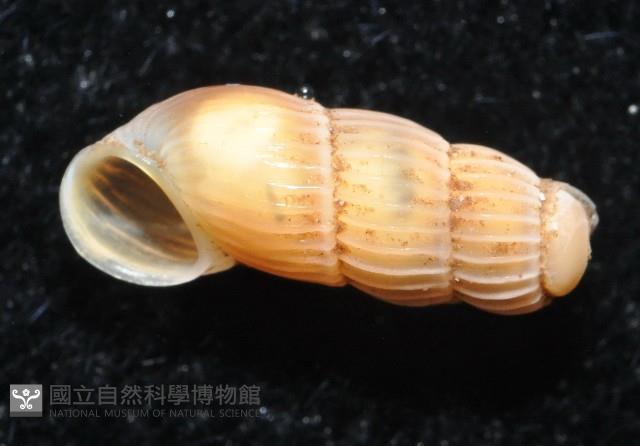 斷殼蝸牛藏品圖，第2張