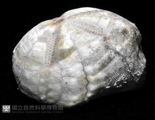 吻壺海膽藏品圖，第2張