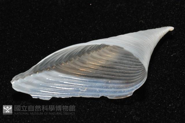 龍骨板螺藏品圖，第2張