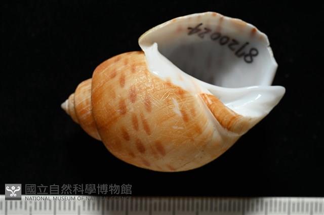 彩繪型深溝鳳螺藏品圖，第2張