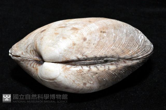 寬幅淺蜊藏品圖，第2張