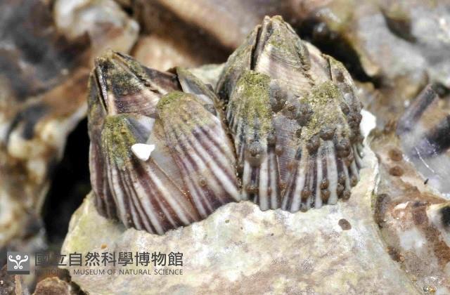 紋藤壺藏品圖，第2張