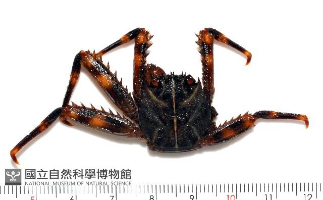 裸掌盾牌蟹藏品圖，第2張