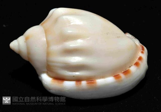 斑點小鬘螺藏品圖，第2張
