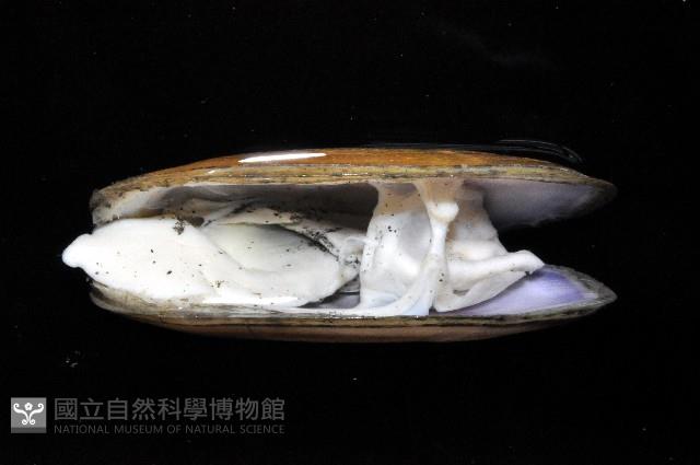 西施舌藏品圖，第2張