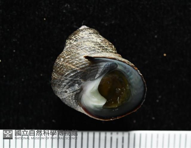 澳洲草蓆鐘螺藏品圖，第2張